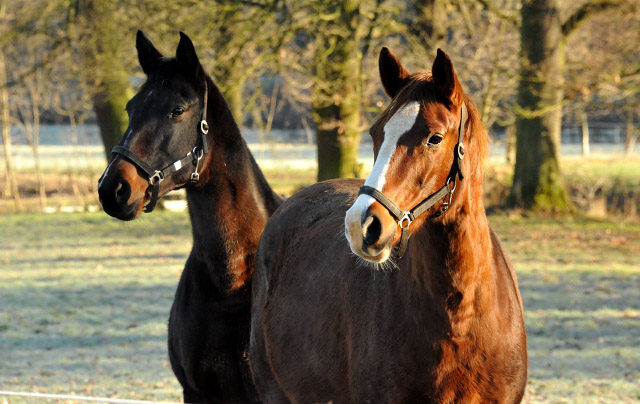 Beloved v. Kostolany und rechts Pr.St. Klassic v. Freudenfest, Hmelschenburg am 28. Dezember 2012, Foto: Beate Langels, Trakehner Gestt Hmelschenburg - Beate Langels