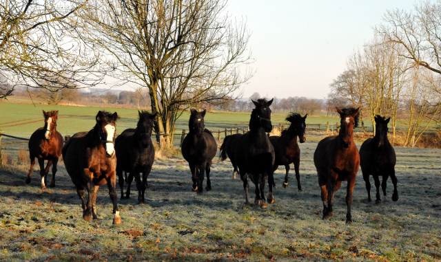 Unsere Stuten genieen die Weide - Hmelschenburg am 28. Dezember 2012, Foto: Beate Langels, Trakehner Gestt Hmelschenburg - Beate Langels