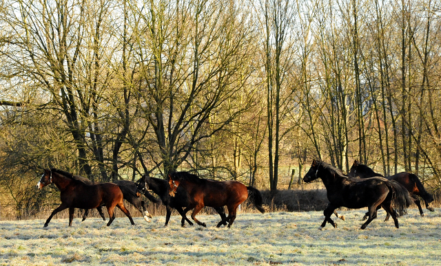 Unsere Stuten genieen ihre Freiheit auf der Koppel - Hmelschenburg am 28. Dezember 2012, Foto: Beate Langels, Trakehner Gestt Hmelschenburg - Beate Langels