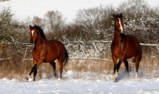 Killarney und Galileo - Foto: Ellen Habert