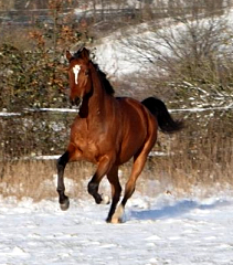 Killarney- Foto: Ellen Habert