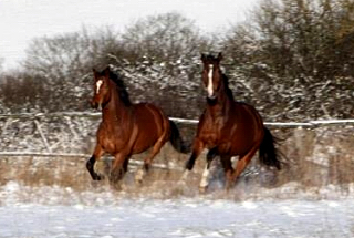 Killarney und Galileo - Foto: Ellen Habert