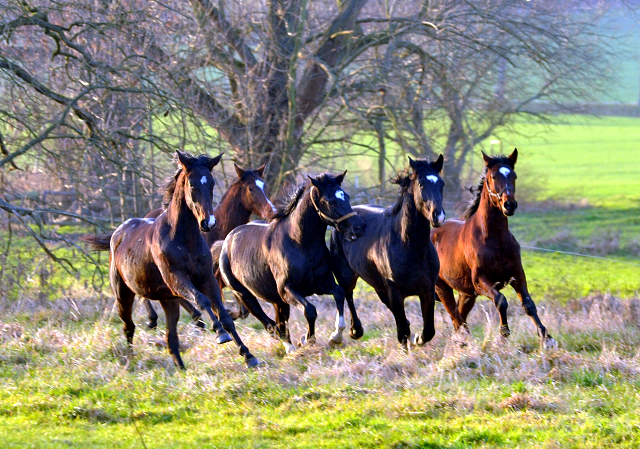 Die Jhrlingshengste am 28. Dezember 2015 - im 
Trakehner Gestt Hmelschenburg