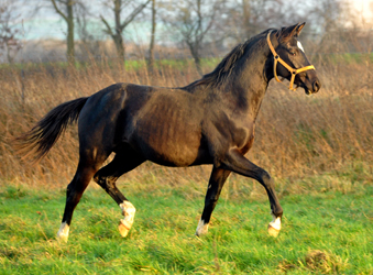 Die Jhrlingshengste am 28. Dezember 2015 - im 
Trakehner Gestt Hmelschenburg