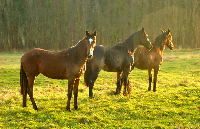 Die Jhrlingshengste - Weihnachten 2015 - aufgestellt im 
Trakehner Gestt Hmelschenburg