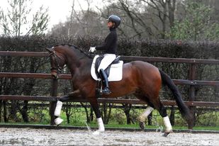 3jhriger Trakehner Hengst Karakallis v. High Motion  - Foto: Rost - Trakehner Gestt Hmelschenburg