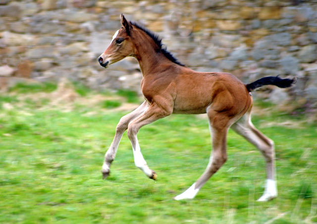 Trakehner Stutfohlen von High Motion u.d. Greta Garbo v. Alter Fritz, Gestt Hmelschenburg - Beate Langels