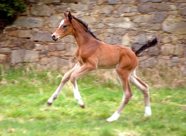 Trakehner Stutfohlen von High Motion u.d. Greta Garbo v. Alter Fritz, Gestt Hmelschenburg - Beate Langels