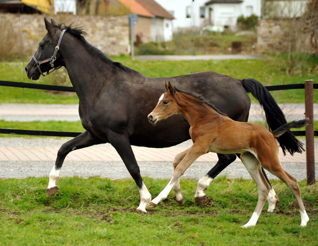 Trakehner Stutfohlen von High Motion u.d. Greta Garbo v. Alter Fritz, Gestt Hmelschenburg - Beate Langels