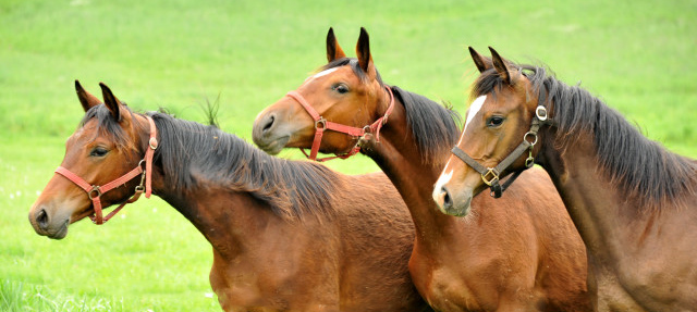 Klassic Touch, Karida und Tacyra - als Jhrling in Hmelschenburg - Foto Beate Langels