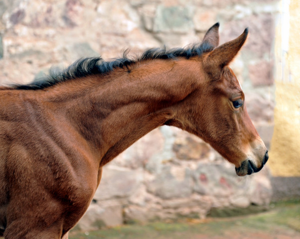 Trakehner Filly by  Oliver Twist out of Pr.u.StPrSt. Vittoria by Exclusiv - Trakehner Gestt Hmelschenburg - 
Foto: Beate Langels - Trakehner Gestt Hmelschenburg
