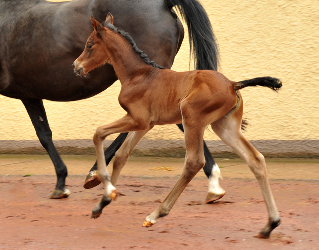 Trakehner Filly by  Oliver Twist out of Pr.u.StPrSt. Vittoria by Exclusiv - Trakehner Gestt Hmelschenburg - 
Foto: Beate Langels - Trakehner Gestt Hmelschenburg