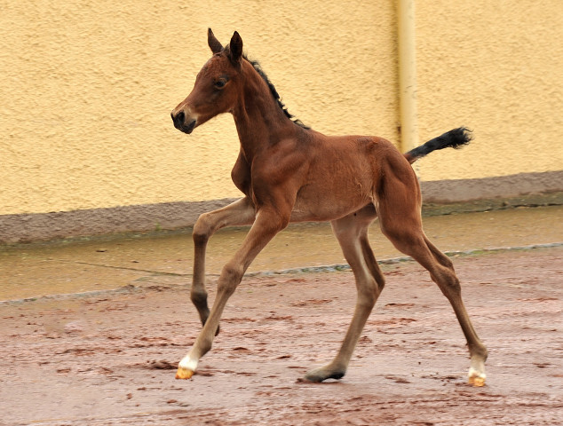 Trakehner Filly by  Oliver Twist out of Pr.u.StPrSt. Vittoria by Exclusiv - Trakehner Gestt Hmelschenburg - 
Foto: Beate Langels - Trakehner Gestt Hmelschenburg