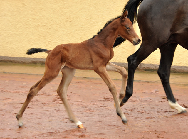 Trakehner Filly by  Oliver Twist out of Pr.u.StPrSt. Vittoria by Exclusiv - Trakehner Gestt Hmelschenburg - 
Foto: Beate Langels - Trakehner Gestt Hmelschenburg