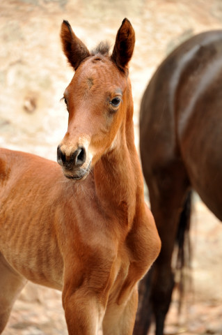 Trakehner Filly by  Oliver Twist out of Pr.u.StPrSt. Vittoria by Exclusiv - Trakehner Gestt Hmelschenburg - 
Foto: Beate Langels - Trakehner Gestt Hmelschenburg
