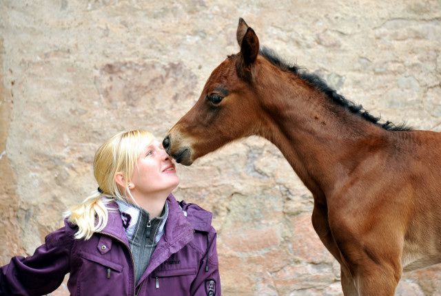 Trakehner Filly by  Oliver Twist out of Pr.u.StPrSt. Vittoria by Exclusiv - Trakehner Gestt Hmelschenburg - 
Foto: Beate Langels - Trakehner Gestt Hmelschenburg