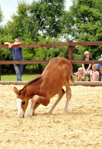 Trakehner Stutfohlen  von Saint Cyr u.d. Pr.u.StPrSt. Grace Note v. Alter Fritz - copyright Beate Langels, Trakehner 
Gestt Hmelschenburg