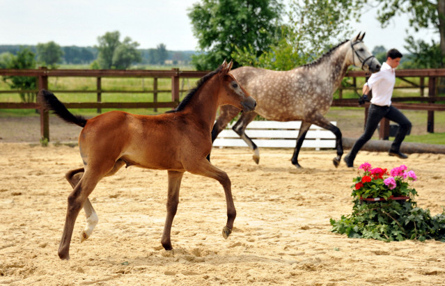 Trakehner Stutfohlen von Exclusiv u.d. Teatime v. Summertime - Foto: Beate Langels - Trakehner Gestt Hmelschenburg