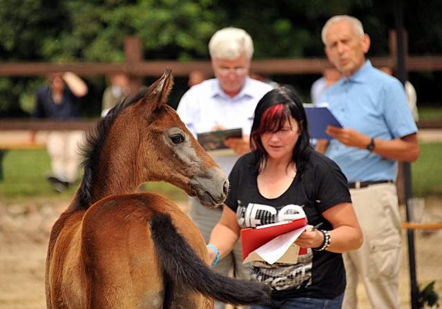 Trakehner Stutfohlen von Exclusiv u.d. Teatime v. Summertime - Foto: Beate Langels - Trakehner Gestt Hmelschenburg