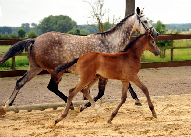 Trakehner Stutfohlen von Exclusiv u.d. Teatime v. Summertime - Foto: Beate Langels - Trakehner Gestt Hmelschenburg