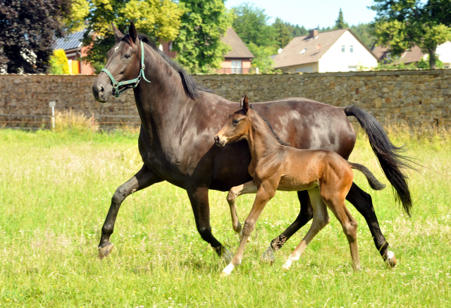Hengstfohlen von Touch my Heart u.d. Pr.u.StPrSt. Vittoria v. Exclusiv  - Trakehner Gestt Hmelschenburg - Foto: Beate Langels