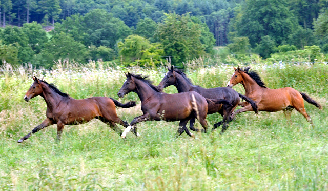 Hmelschenburg - 28. Juni 2015 - Foto Beate Langels - Gestt Hmelschenburg