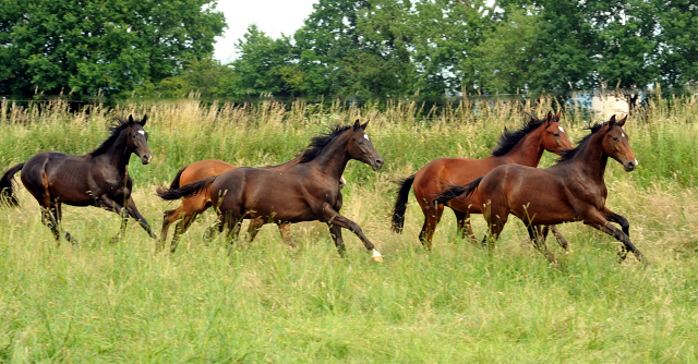 Hmelschenburg - 28. Juni 2015 - Foto Beate Langels - Gestt Hmelschenburg