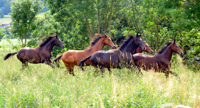 Hmelschenburg - 28. Juni 2015 - Foto Beate Langels - Gestt Hmelschenburg