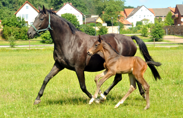 Trakehner Hengstfohlen von Touch my Heart u.d. Pr.u.StPrSt. Vittoria v. Exclusiv  - Trakehner Gestt Hmelschenburg - Foto: Beate Langels