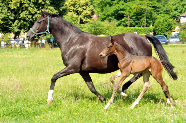 Hengstfohlen von Touch my Heart u.d. Pr.u.StPrSt. Vittoria v. Exclusiv  - Trakehner Gestt Hmelschenburg - Foto: Beate Langels