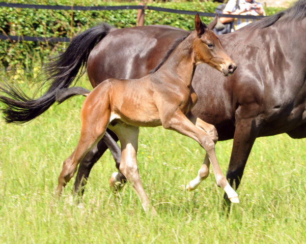 Hengstfohlen von Touch my Heart u.d. Pr.u.StPrSt. Vittoria v. Exclusiv  - Trakehner Gestt Hmelschenburg - Foto: Beate Langels