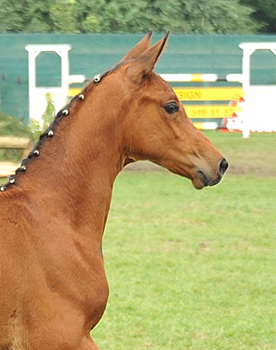 Stutfohlen von Oliver Twist u.d. Pr.u.StPrSt. Vittoria v. Exclusiv - Trakehner Gestt Hmelschenburg - Foto: Beate Langels - 
Trakehner Gestt Hmelschenburg