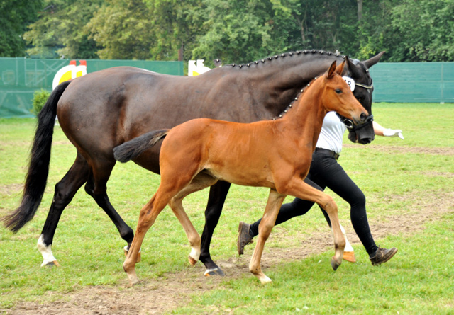 Stutfohlen von Oliver Twist u.d. Pr.u.StPrSt. Vittoria v. Exclusiv - Trakehner Gestt Hmelschenburg - Foto: Beate Langels - 
Trakehner Gestt Hmelschenburg