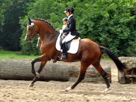 Trakehner Hengst High Motion von Saint Cyr x Summertime, Foto: Beate Langels - Gestt Hmelschenburg