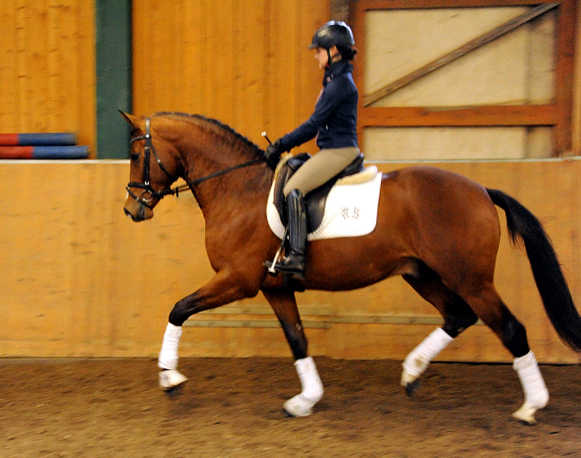 High Motion v.  Saint Cyr v. Kostolany - Foto: Beate Langels - Trakehner Gestt Hmelschenburg