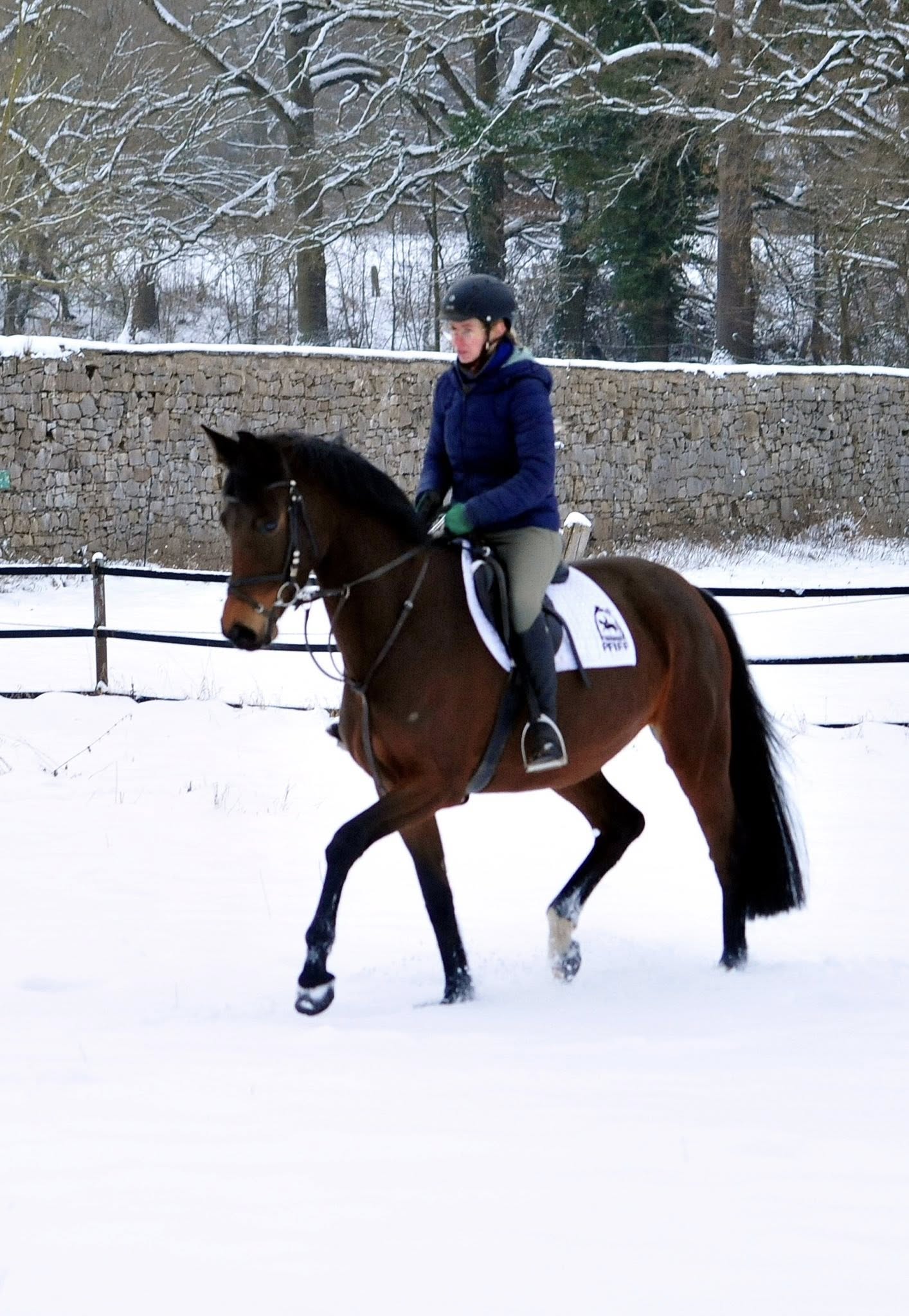 Schwalbe's Primavera v. Sch�pitzer v. Sch�pitzer u.d. Pr.St. Schwalbe's Beauty v. High Motion - Foto: Beate Langels