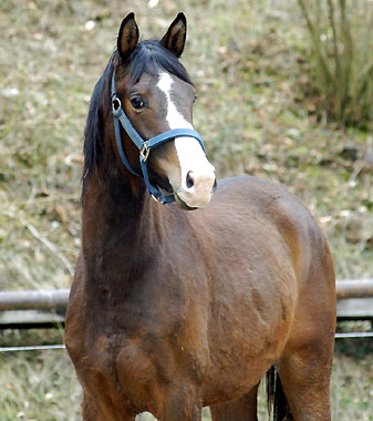 2jhriger Trakehner Hengst von Freudenfest - Showmaster - Marduc - Ith