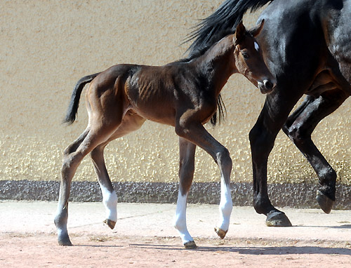 Trakehner Gestt Hmelschenburg - Foto: Beate Langels