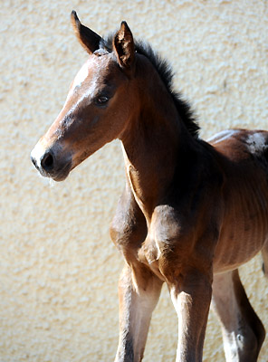 Trakehner Gestt Hmelschenburg - Foto: Beate Langels
