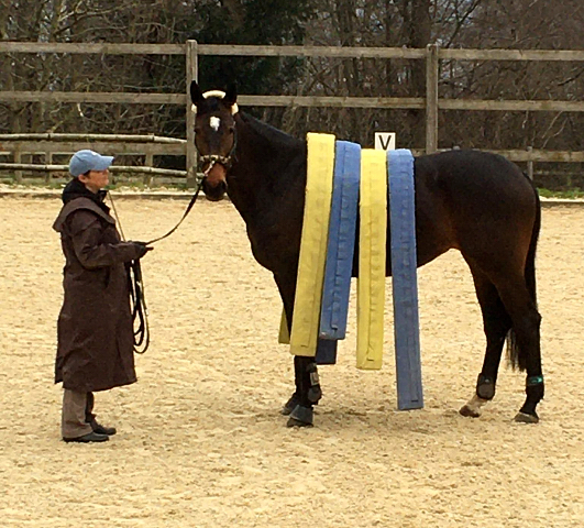 Vicenta von Exclusiv u.d. Vicenza v. Showmaster - Trakehner Gestt Hmelschenburg