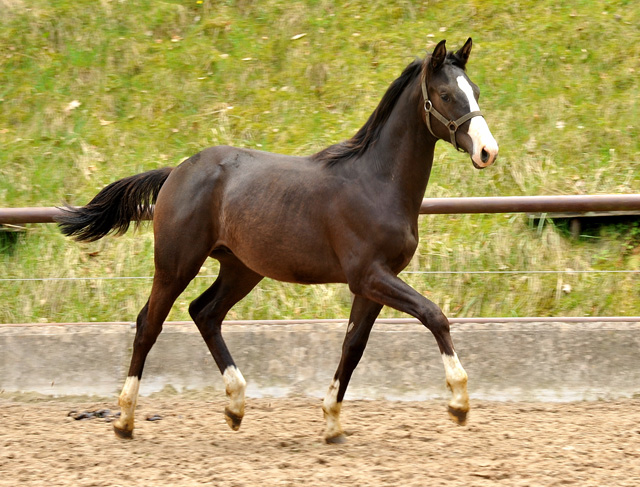 Greenwich Park - Hengst von Saint Cyr u.d. Pr. u. StPrSt. Grace Note v. Alter Fritz - Foto: Beate Langels - Trakehner Gestt Hmelschenburg