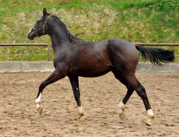 Greenwich Park - Hengst von Saint Cyr u.d. Pr. u. StPrSt. Grace Note v. Alter Fritz - Foto: Beate Langels - Trakehner Gestt Hmelschenburg