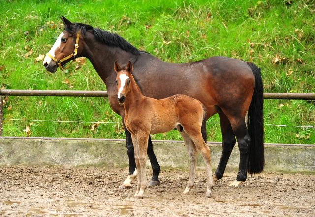 Hengstfohlen von High Motion u.d. Pr.u.StPrSt. Tavolara v. Exclusiv
 - Trakehner Gestt Hmelschenburg - Beate Langels