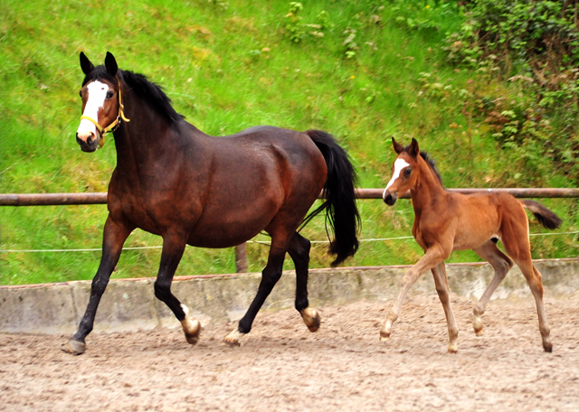 Hengstfohlen von High Motion u.d. Pr.u.StPrSt. Tavolara v. Exclusiv
 - Trakehner Gestt Hmelschenburg - Beate Langels