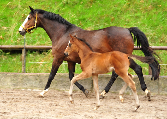 Hengstfohlen von High Motion u.d. Pr.u.StPrSt. Tavolara v. Exclusiv
 - Trakehner Gestt Hmelschenburg - Beate Langels