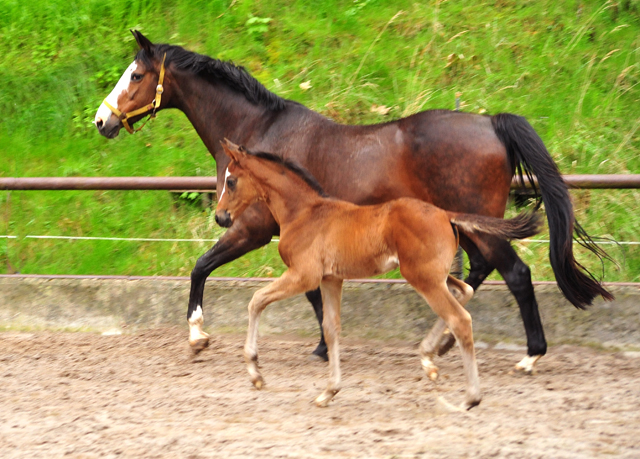 Hengstfohlen von High Motion u.d. Pr.u.StPrSt. Tavolara v. Exclusiv
 - Trakehner Gestt Hmelschenburg - Beate Langels