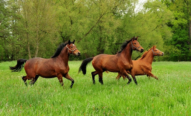 Schwalbe's Beauty v. High Motion x Imperio - Trakehner Gestt Hmelschenburg - Foto: Beate Langels