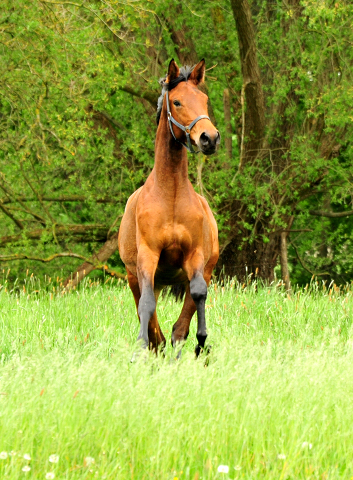 Schwalbe's Beauty v. High Motion x Imperio - Trakehner Gestt Hmelschenburg - Foto: Beate Langels