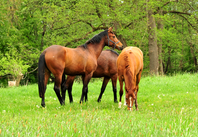 Schwalbe's Beauty v. High Motion x Imperio - Trakehner Gestt Hmelschenburg - Foto: Beate Langels