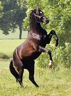 Beate Langels - Trakehner Gestt Hmelschenburg